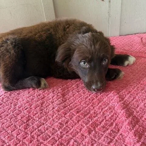 A baby medium-sized female Brown / Chocolate Mixed Breed dog named Wilma for adoption in Alexandria, VA