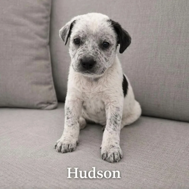 Hudson thumbnail 4