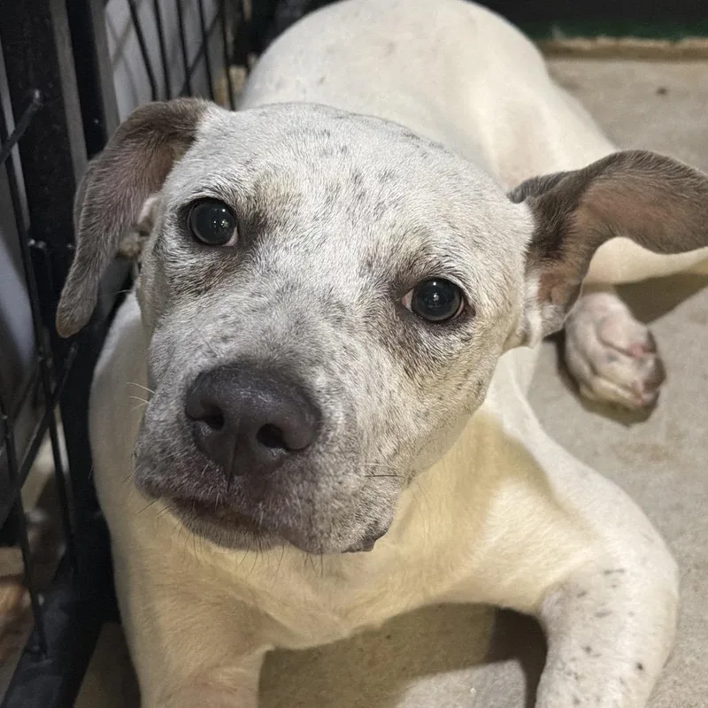 A baby medium-sized female Pit Bull Terrier dog named Connie for adoption in Birmingham, AL