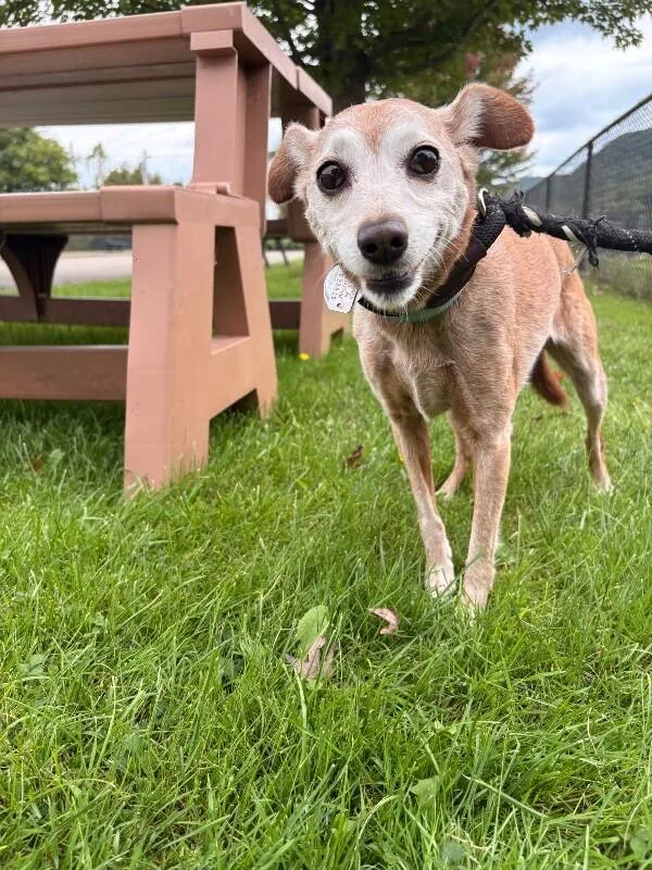 An adult small-sized female Yellow / Tan / Blond / Fawn Jack Russell Terrier dog named Ginger for adoption in Warren, PA