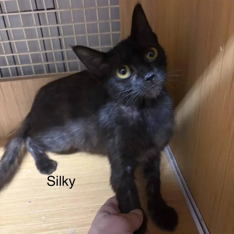 A young medium-sized female Domestic Short Hair cat named Shirley aka silky for adoption in White Bluff, TN