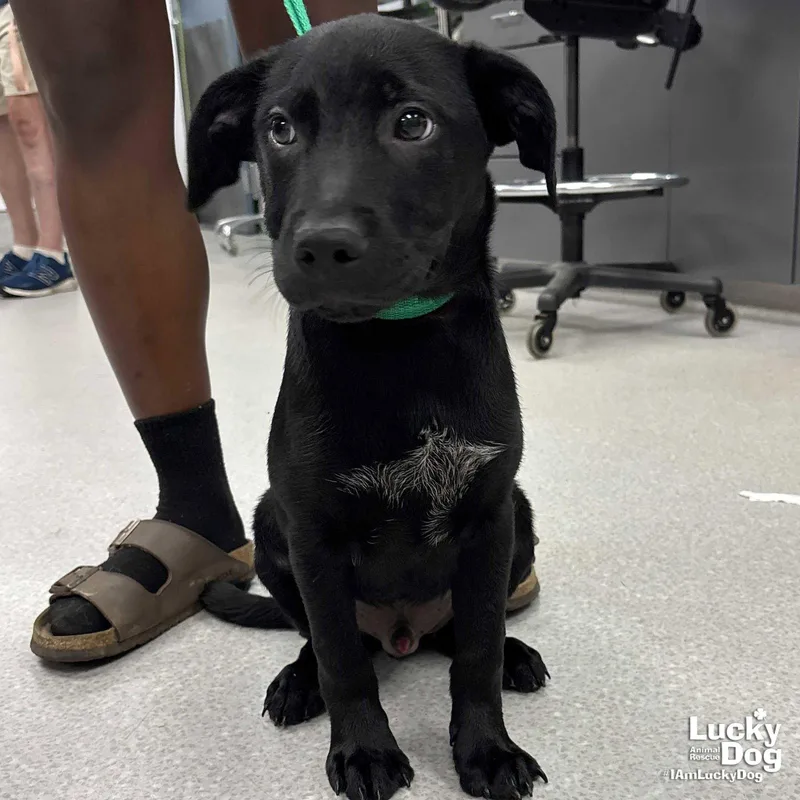 A baby large-sized male Labrador Retriever dog named Van for adoption in Washington, DC