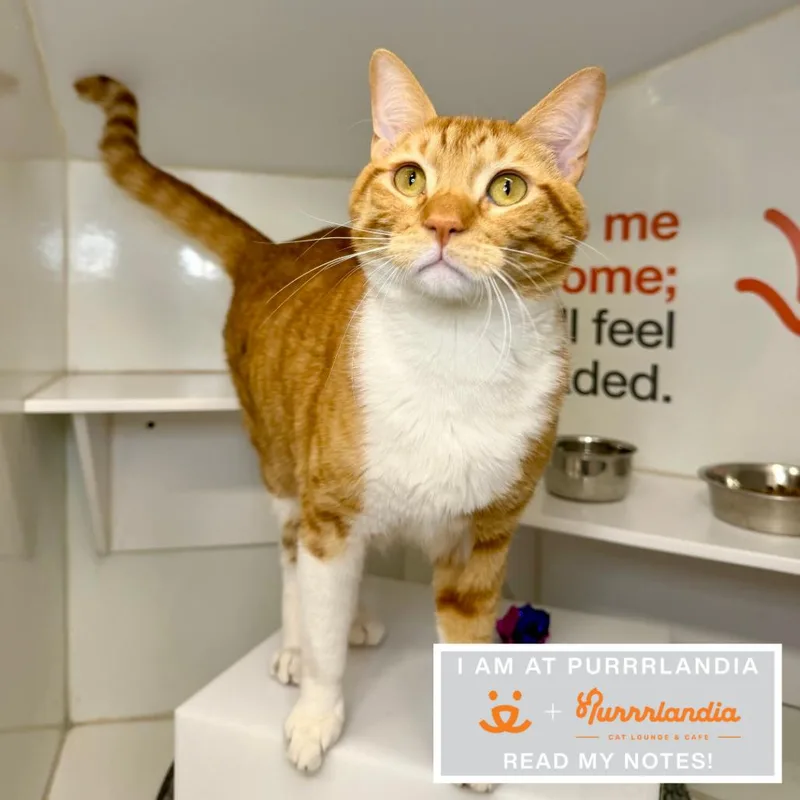 An adult large-sized male Domestic Short Hair cat named Moogle for adoption in Los Angeles, CA