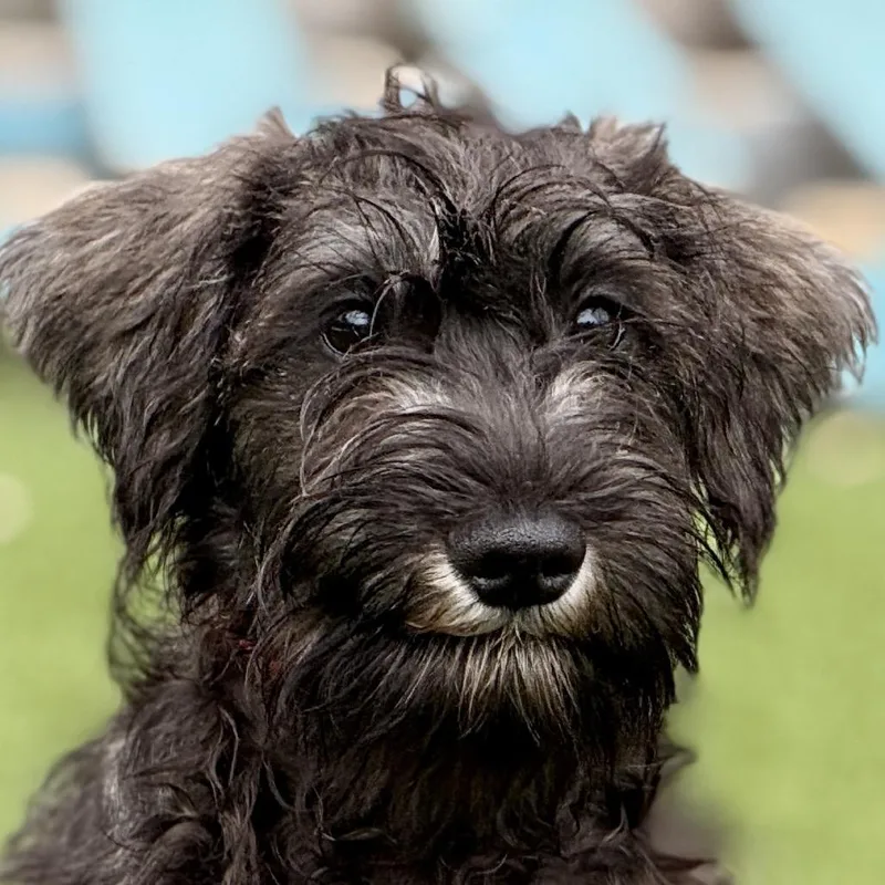 Boone  Handsome Schnauzer
