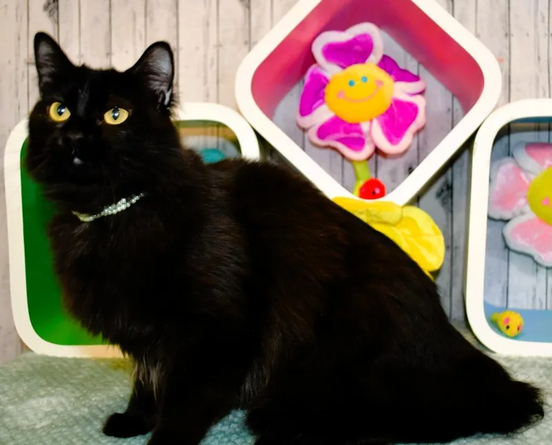 A young small-sized female Domestic Long Hair cat named Jade for adoption in Roanoke, TX
