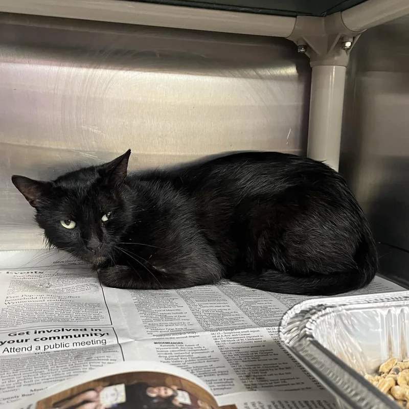 An adult large-sized male Black Domestic Medium Hair cat named Man for adoption in Pauls Valley, OK