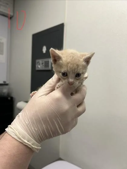 A baby small-sized female Domestic Short Hair cat named Alyssa for adoption in West Chester, PA