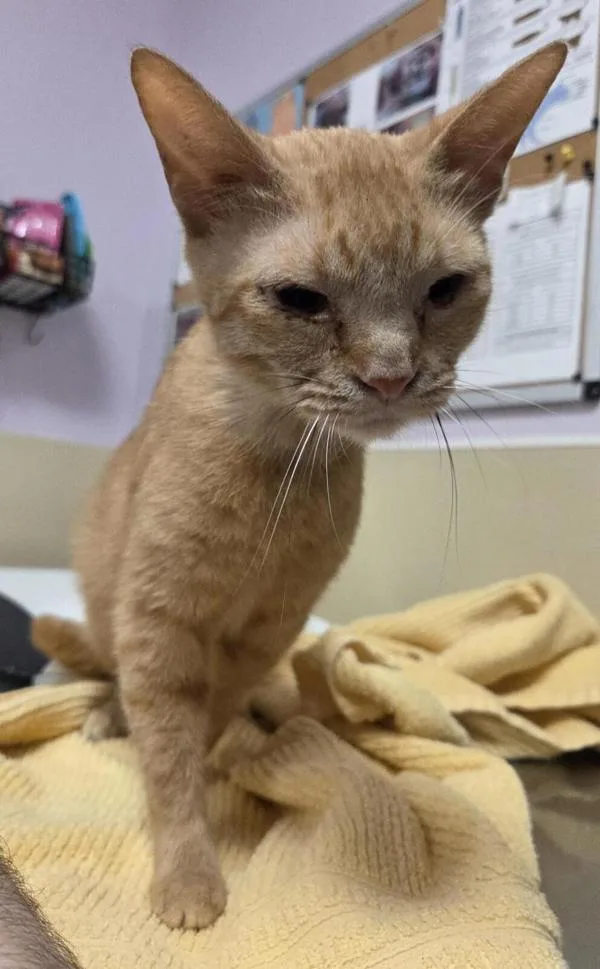 An adult medium-sized female Domestic Short Hair cat named Marigold for adoption in Vancouver, WA