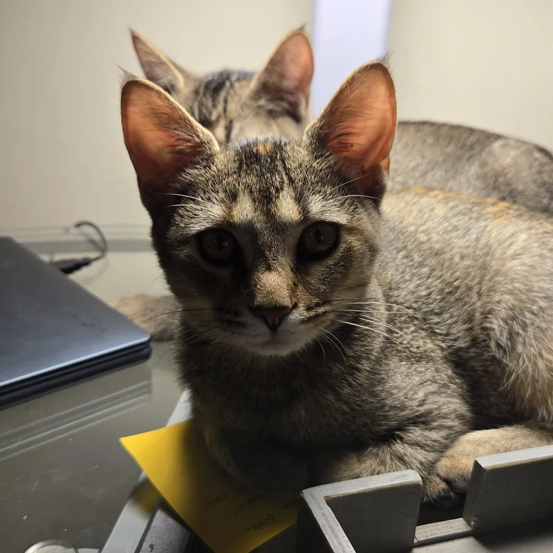 A baby medium-sized female Domestic Short Hair cat named Monterey for adoption in Shippenville, PA