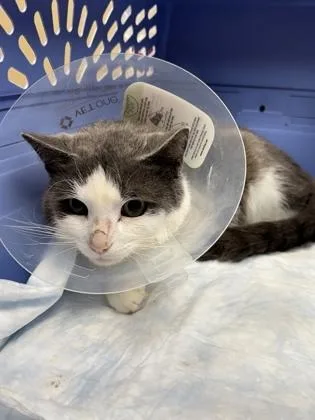 Pretty Boy thumbnail 2