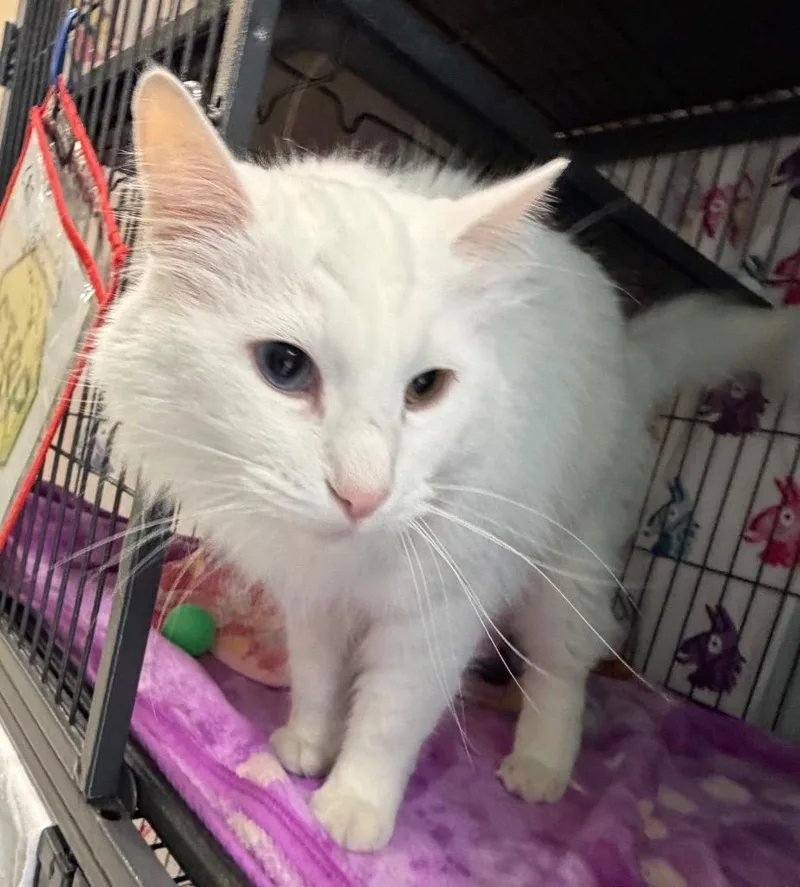 A senior medium-sized male Domestic Medium Hair cat named White for adoption in Columbia, IL
