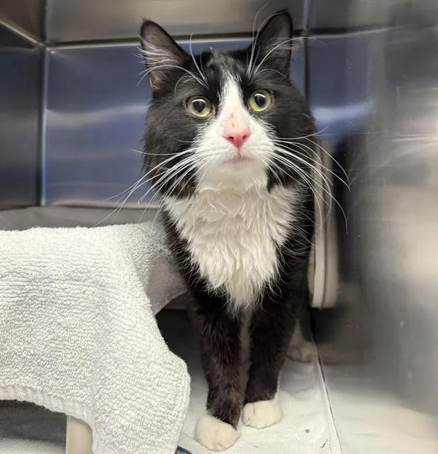An adult large-sized male Domestic Medium Hair cat named Peek A Boo for adoption in Las Vegas, NV