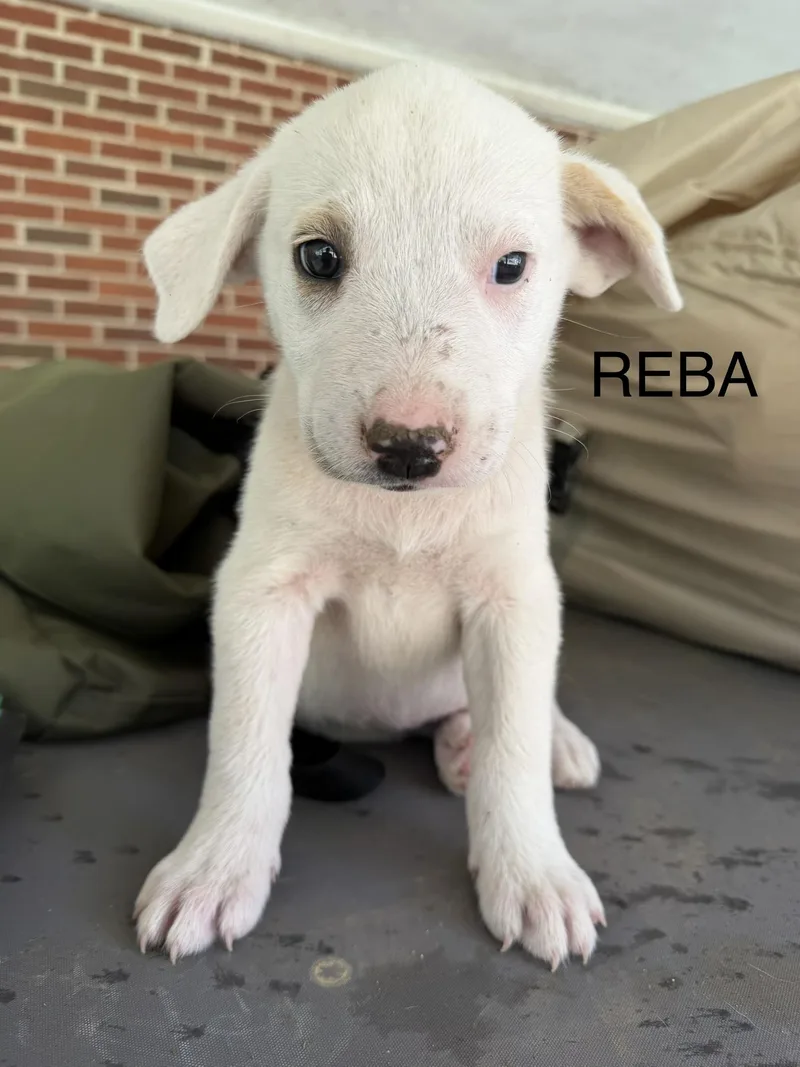 Reba thumbnail 2