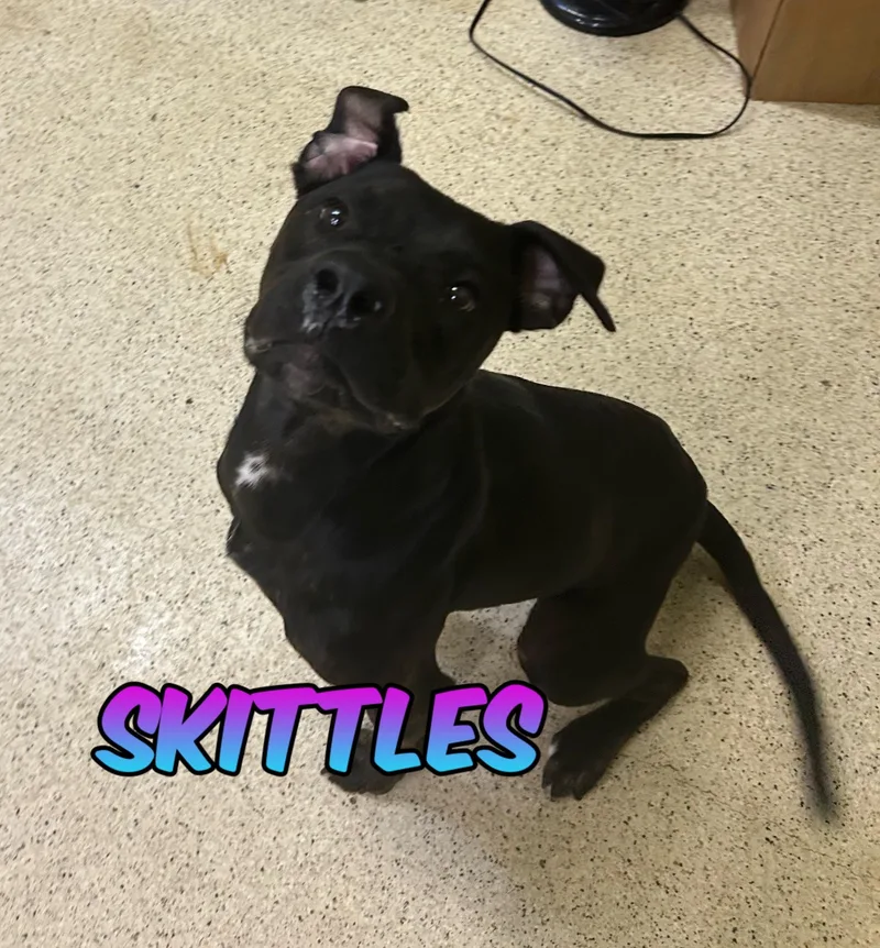 A young medium-sized male Labrador Retriever dog named Skittles for adoption in Muncie, IN