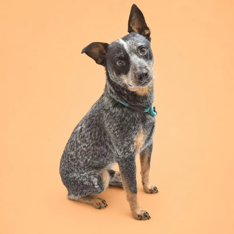An adult medium-sized male Black Australian Cattle Dog / Blue Heeler dog named Maverick for adoption in Concord, NC