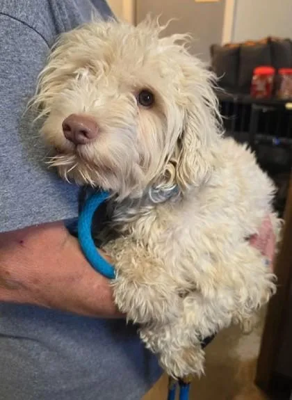 An adult medium-sized male Standard Poodle dog named Dimitri for adoption in Clinton, MO