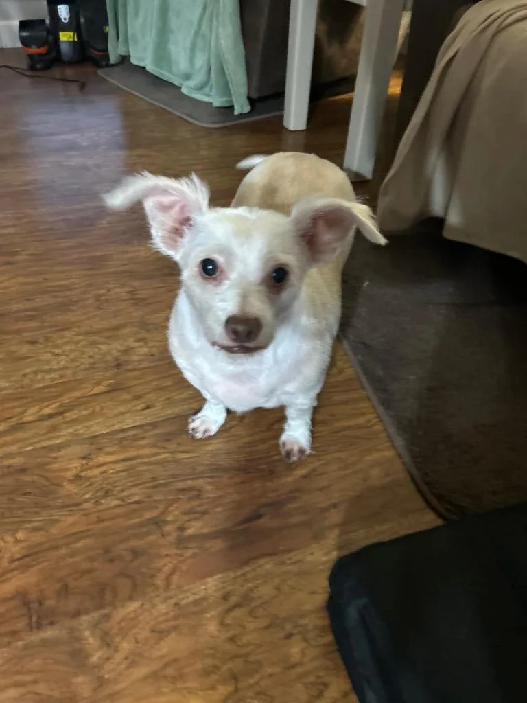 A senior small-sized female Chihuahua dog named Misty for adoption in Mustang, OK