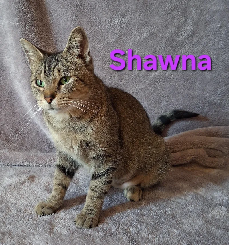 An adult medium-sized female Tabby (Brown / Chocolate) Domestic Short Hair cat named Shawna for adoption in Peoria, IL