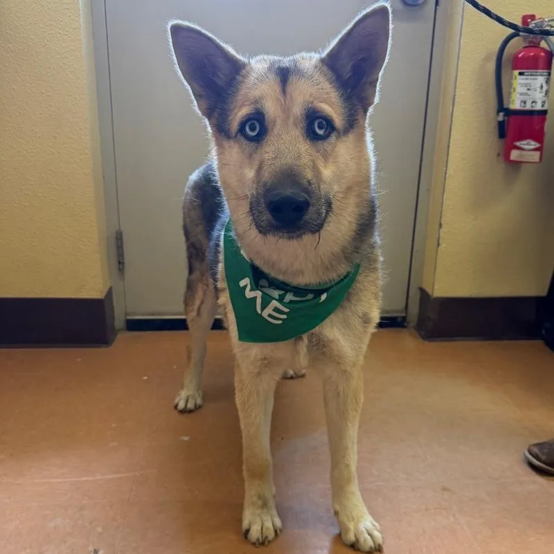 A young large-sized male Black Shepherd dog named Koda for adoption in Hawthorne, CA