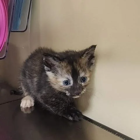 A baby small-sized female Black Domestic Short Hair cat named Cancer for adoption in Shinnston, WV