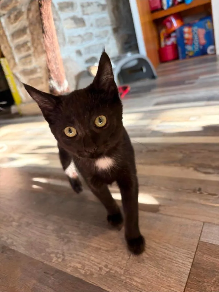 A baby medium-sized female Domestic Short Hair cat named Mercy for adoption in Fayetteville, TN