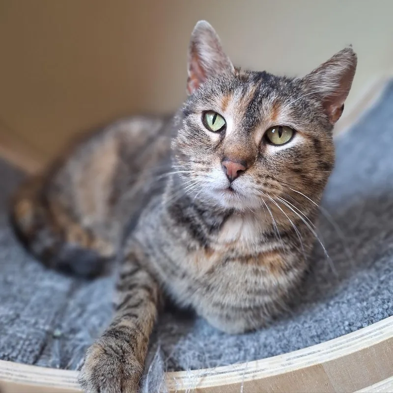 An adult medium-sized female Torbie Domestic Short Hair cat named Angela for adoption in Attica, NY