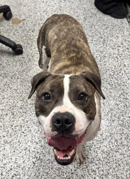 An adult large-sized male Mixed Breed dog named Rocket for adoption in West Chester, PA