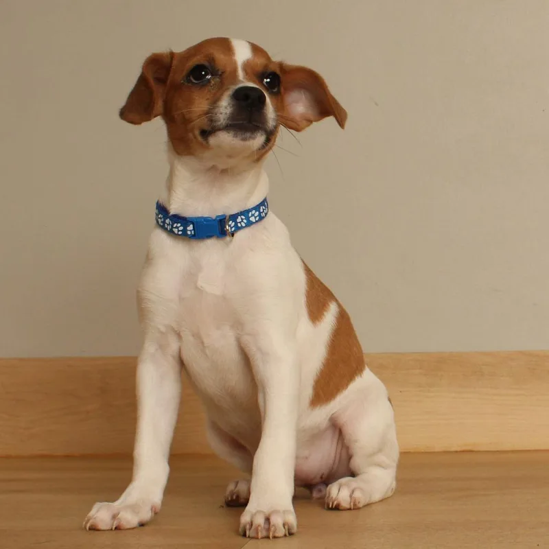 A baby small-sized female White / Cream Jack Russell Terrier dog named Clefairy D for adoption in Minnetonka, MN