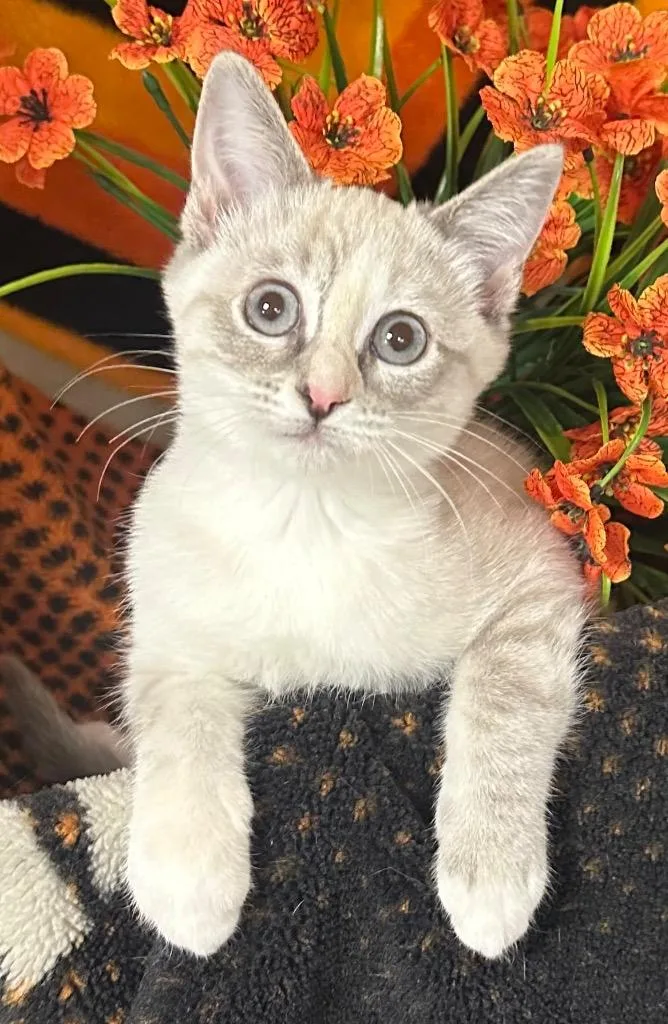 A baby small-sized female Domestic Short Hair cat named Baby Betty for adoption in Stillwater, OK