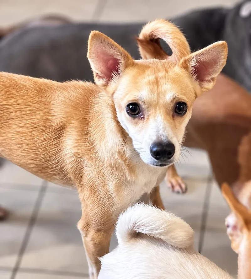 An adult small-sized female Chihuahua dog named Chiqui for adoption in Saugus, MA