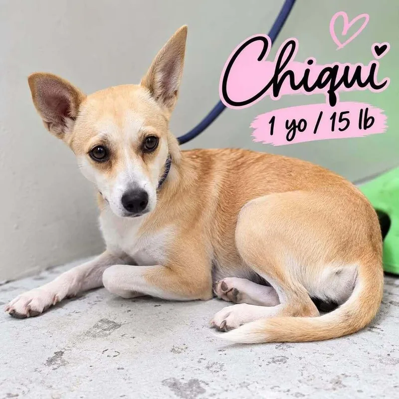 Chiqui thumbnail 2