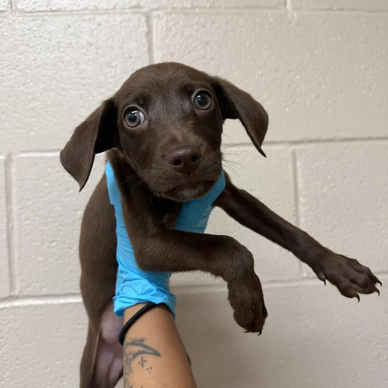 A baby small-sized male Brown / Chocolate Labrador Retriever dog named Timber for adoption in Birmingham, AL