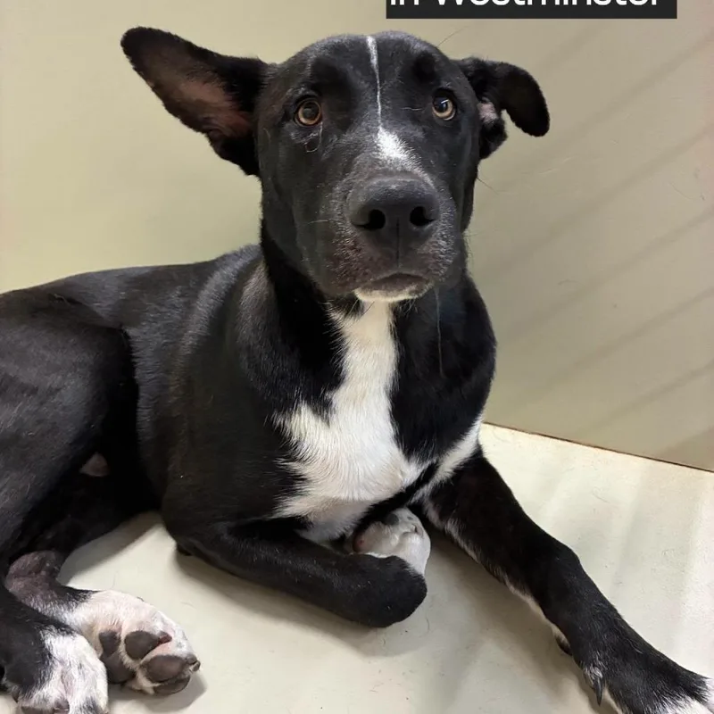 A young medium-sized male Black Husky dog named WAGSStray for adoption in Westminster, CA