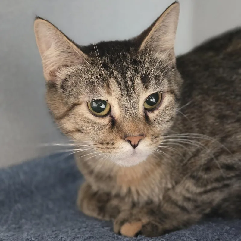 An adult medium-sized female Domestic Short Hair cat named Manchester Esther for adoption in Pittsburgh, PA