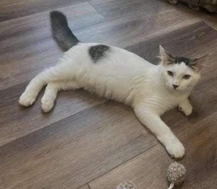 A baby medium-sized male White American Shorthair cat named Rico Suave for adoption in Schertz, TX