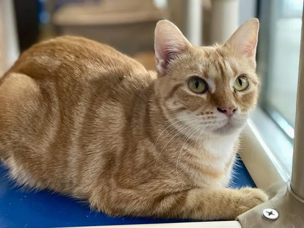 An adult small-sized female Domestic Short Hair cat named Matinee for adoption in Austin, TX