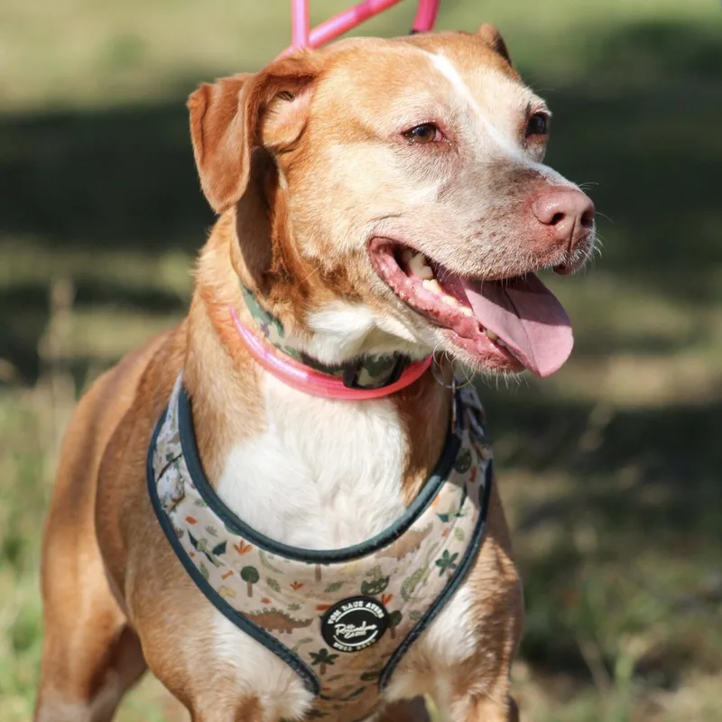 A senior medium-sized male Red / Chestnut / Orange Labrador Retriever dog named Paolo for adoption in Columbia, SC
