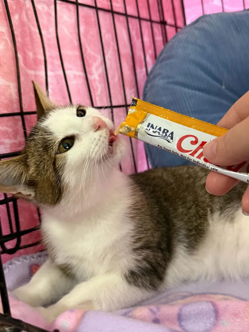 A baby small-sized male Domestic Short Hair cat named Hulk for adoption in Barbourville, KY