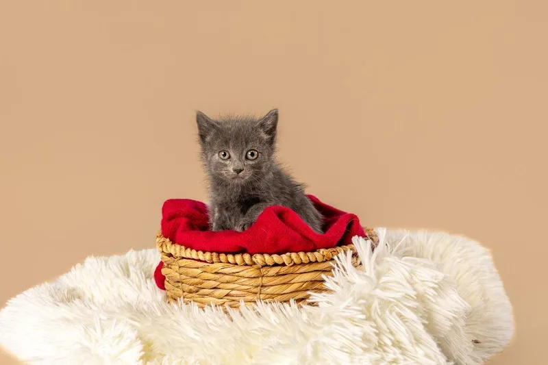 A young medium-sized female Gray / Blue / Silver Domestic Short Hair cat named Cinnamon for adoption in Tyler, TX