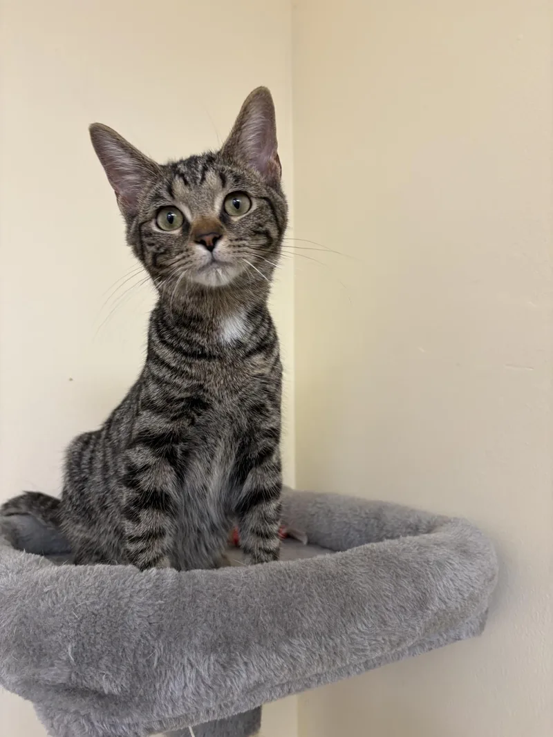 A baby small-sized male Tabby (Brown / Chocolate) Domestic Short Hair cat named John for adoption in Indianapolis, IN