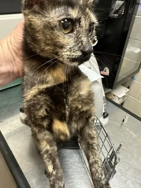 A young medium-sized female Domestic Short Hair cat named Stormy for adoption in Rome, GA