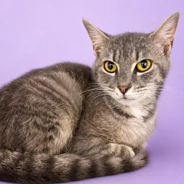 A young small-sized female Gray / Blue / Silver Domestic Short Hair cat named Ava for adoption in Concord, NC
