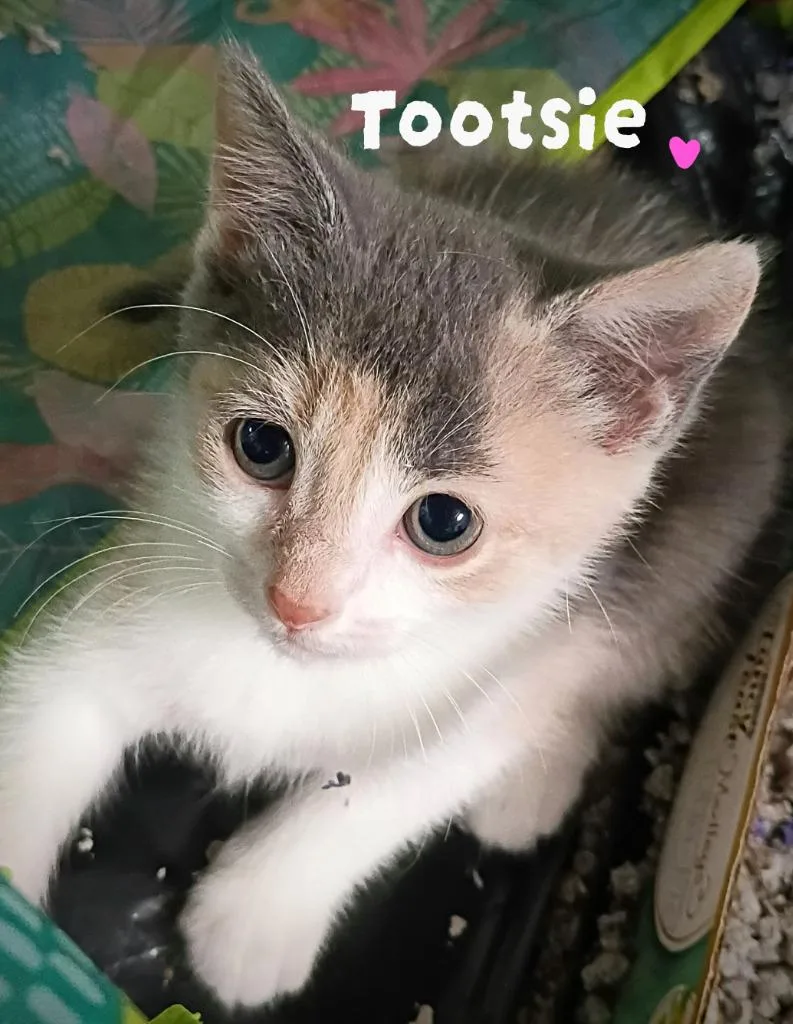 A baby medium-sized female Domestic Short Hair cat named Tootsie Candy for adoption in Parkville, MD