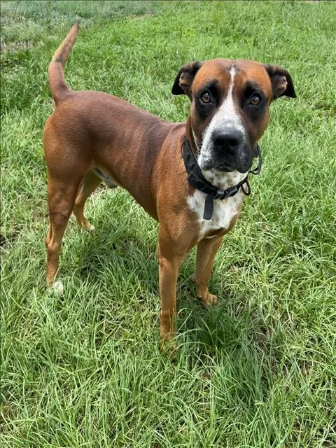 A young medium-sized male Boxer dog named Bruno for adoption in Conroe, TX