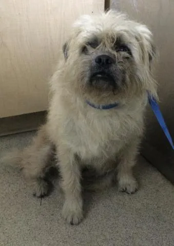 An adult small-sized male Shih Tzu dog named Baloo for adoption in Riverside, CA