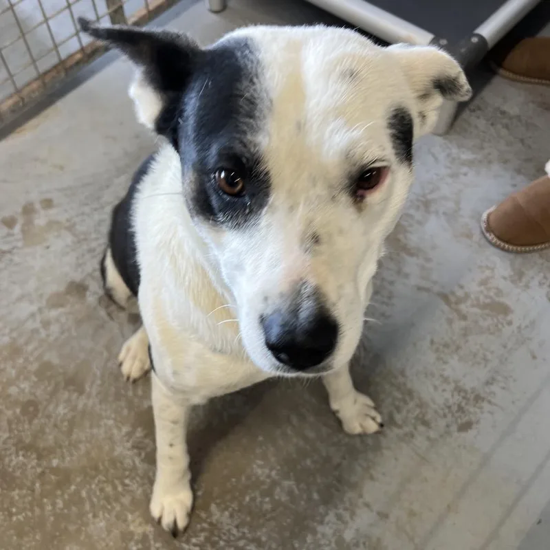 Poinsettia thumbnail 2