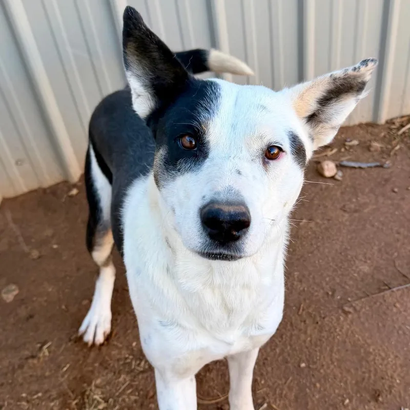 Poinsettia thumbnail 4