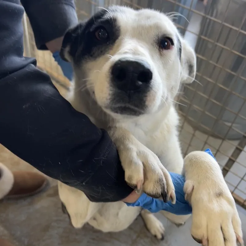 Poinsettia thumbnail 5