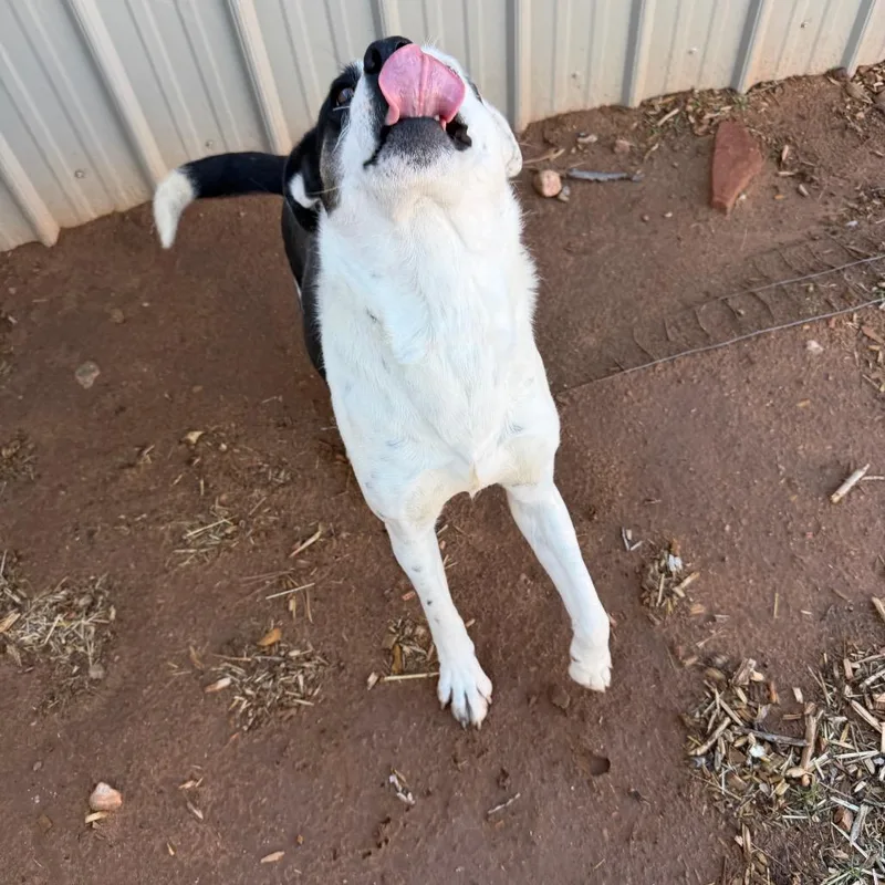 Poinsettia thumbnail 6