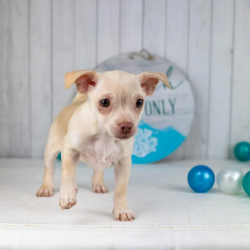 A baby small-sized male Boxer dog named Trellis for adoption in Smyrna, GA